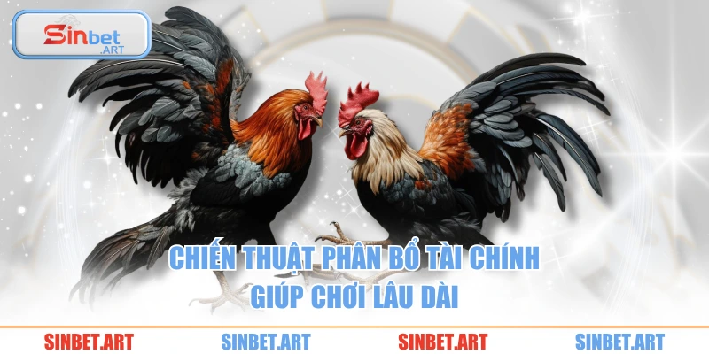 Đá gà 3 Chiến thuật phân bổ tài chính giúp chơi lâu dài